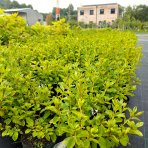 Azalka japonská (Azalea japonica) ´PALESTRINA BLANCHE´ - výška 40-50 cm, kont. C1,5L